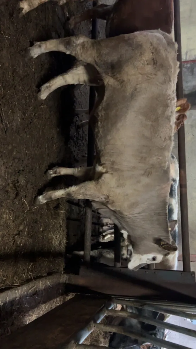 Heifers - Image 3