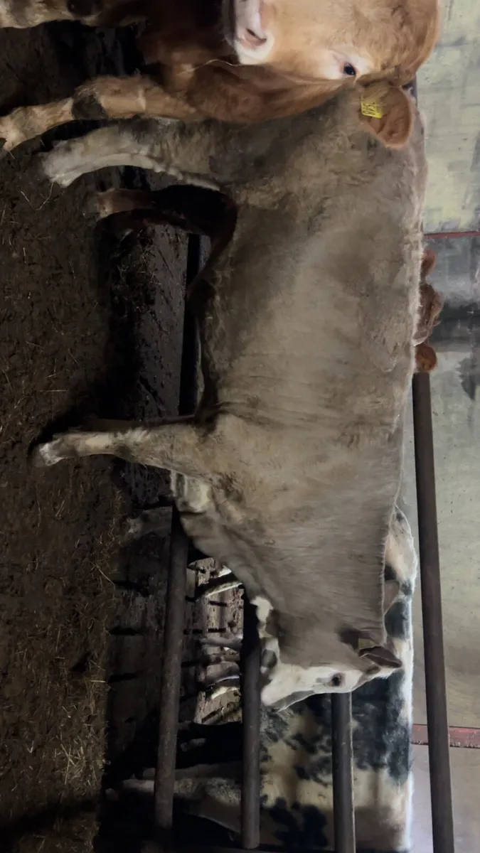 Heifers - Image 4