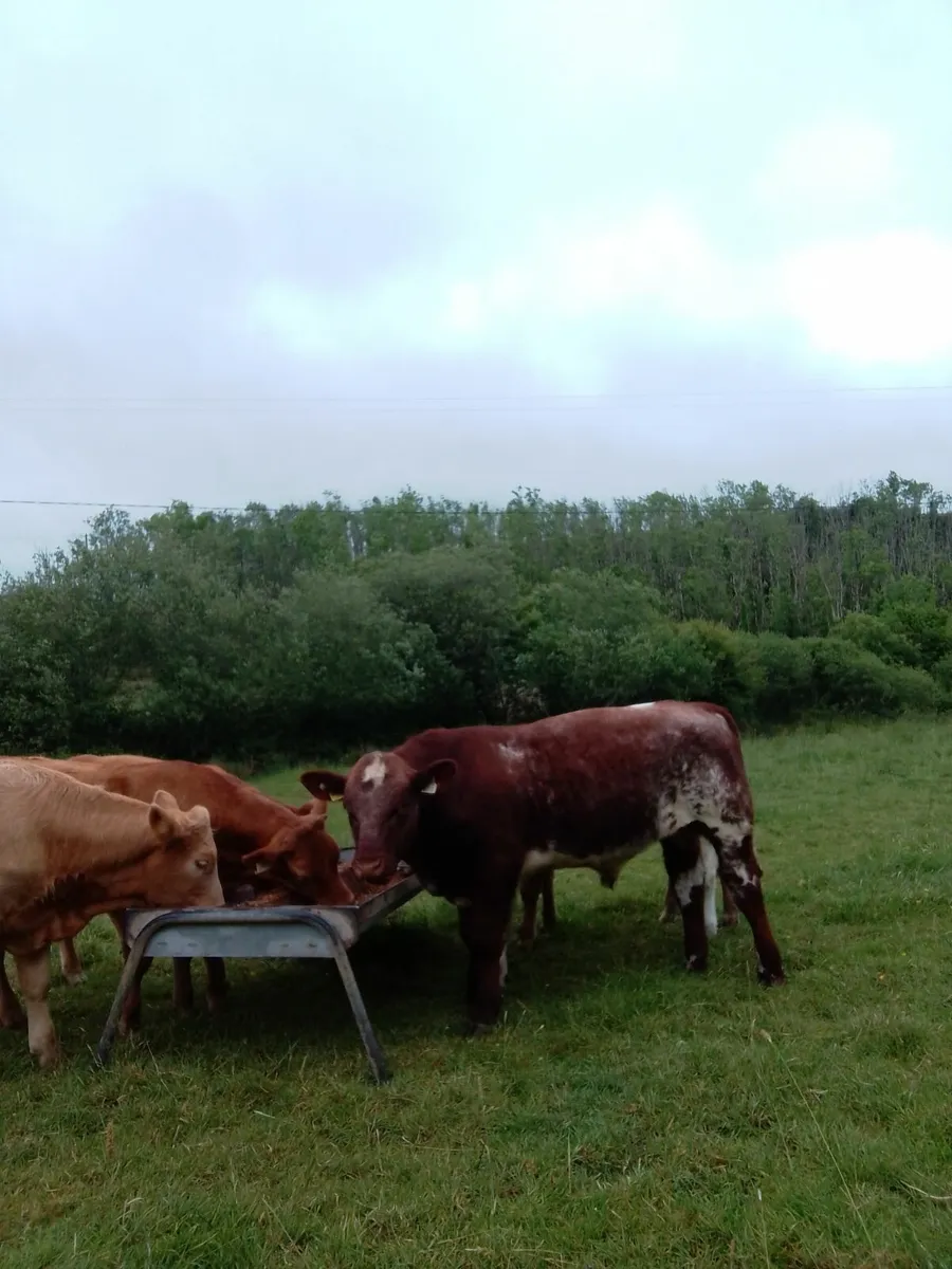 Pbr polled shorthorn bulls - Image 1