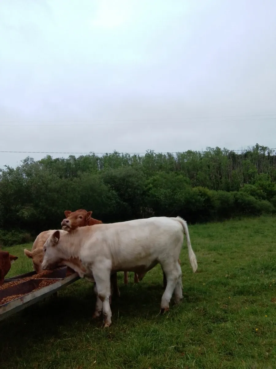 Pbr polled shorthorn bull - Image 4