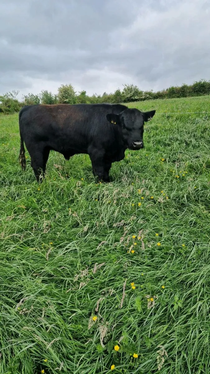 AA Bull - Image 1