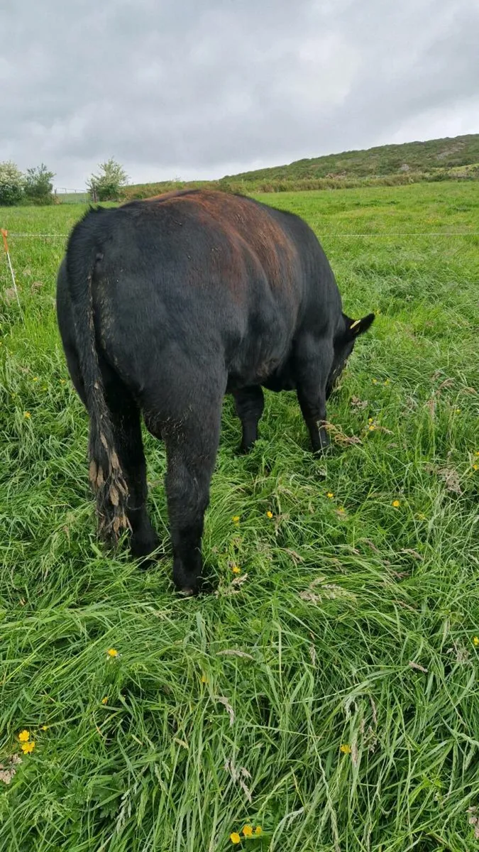 AA Bull - Image 2