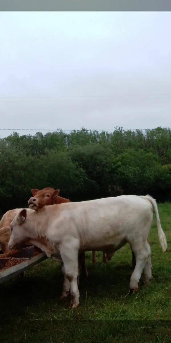 Pbr polled shorthorn bulls - Image 2