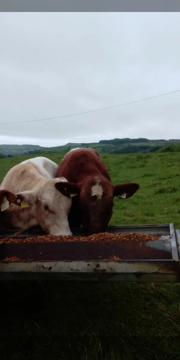 Pbr polled shorthorn bulls - Image 3