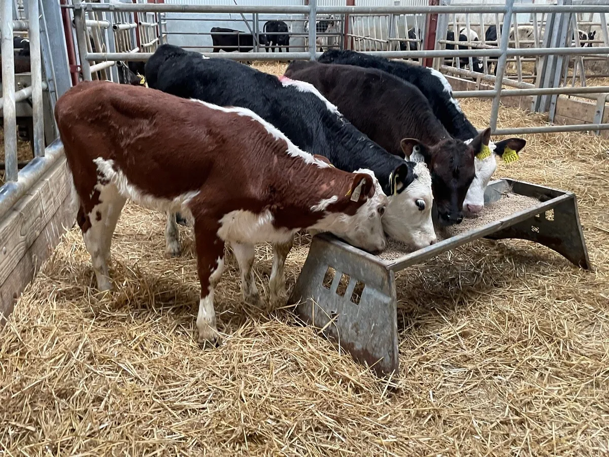 5 reared Hereford & Angus heifers - Image 1