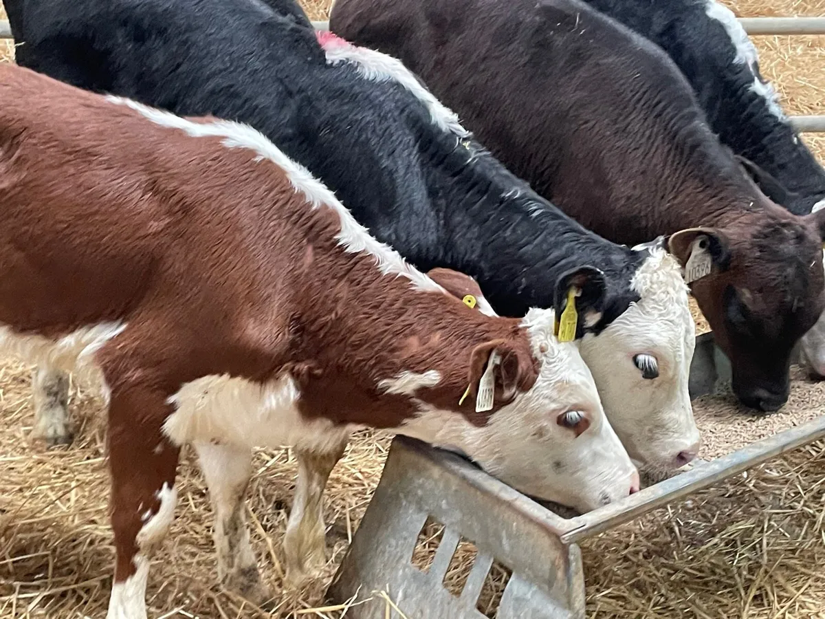 5 reared Hereford & Angus heifers - Image 2