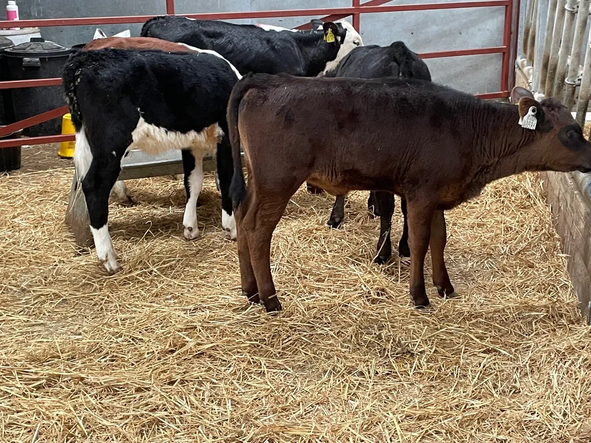 5 reared Hereford & Angus heifers - Image 3