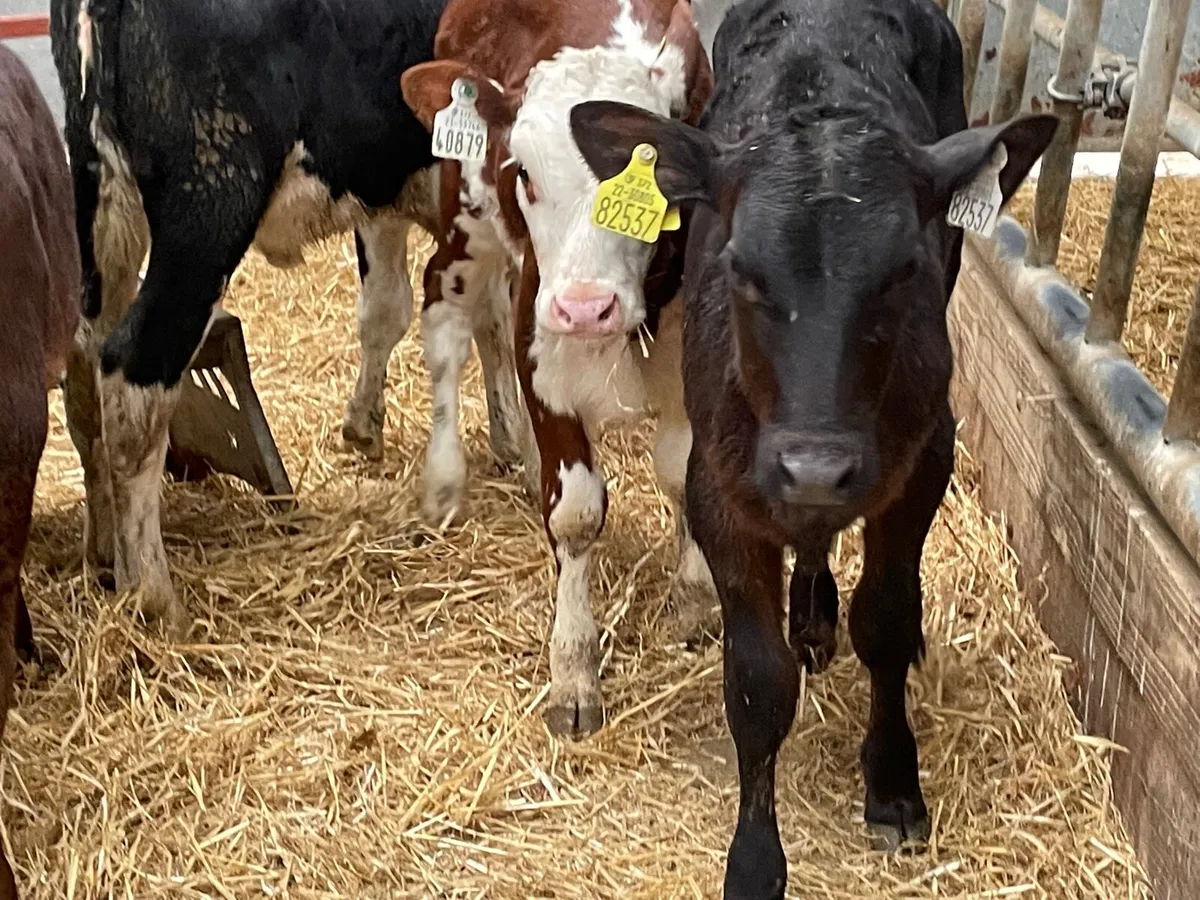5 reared Hereford & Angus heifers - Image 4