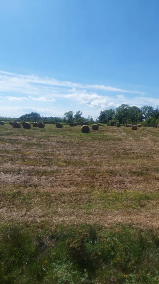 Bales of rushes - Image 1