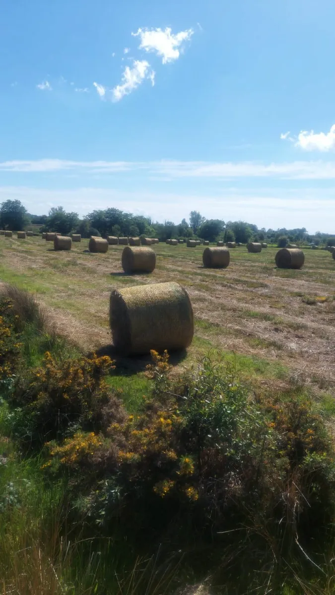 Bales of rushes - Image 3