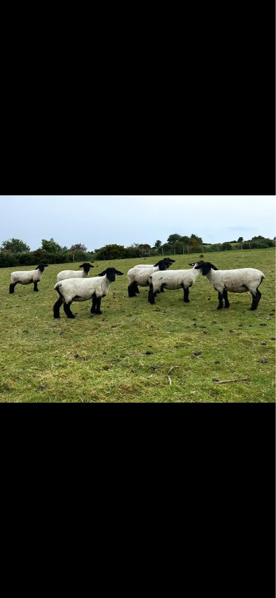 7 Pedigree Suffolk ewes - Image 1