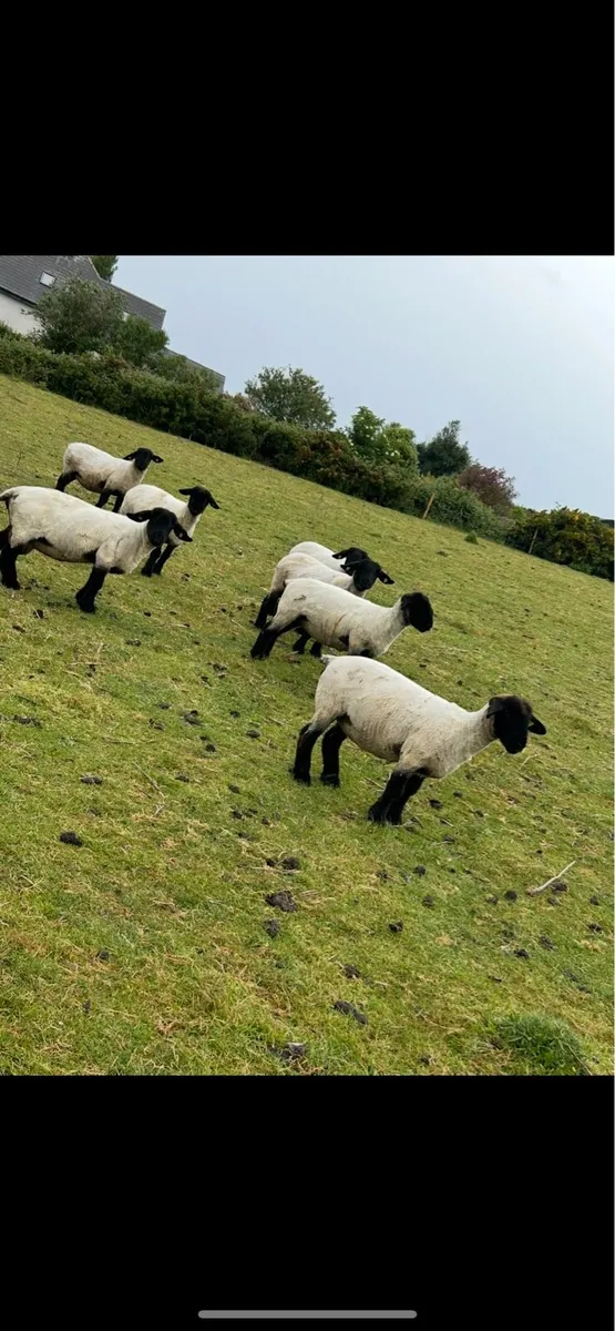7 Pedigree Suffolk ewes - Image 2