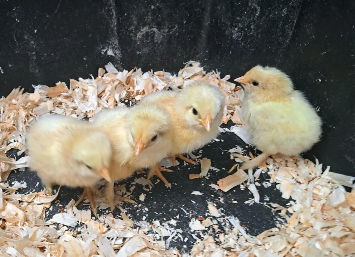 Bresse x Brahma Chicks‼️Annaghdown