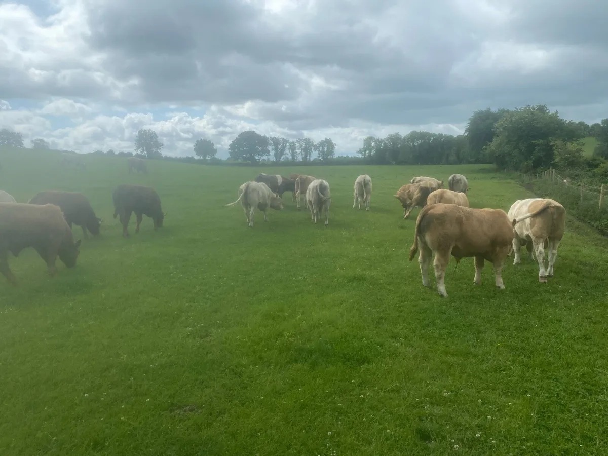 Charolais bulls - Image 1