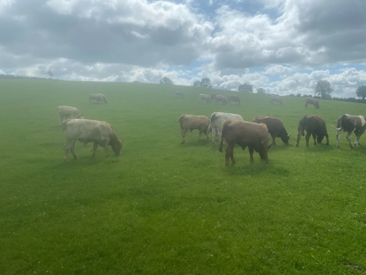 Charolais bulls - Image 2