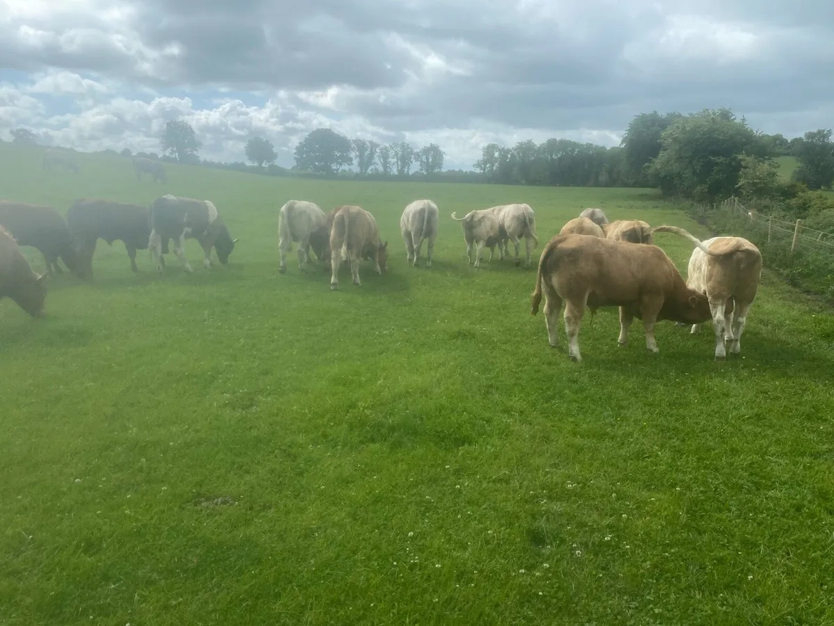 Charolais bulls - Image 3