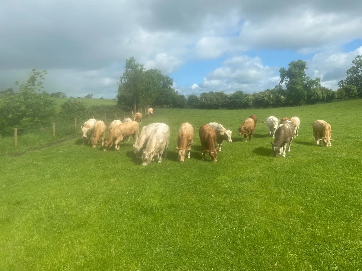 Charolais bulls - Image 4