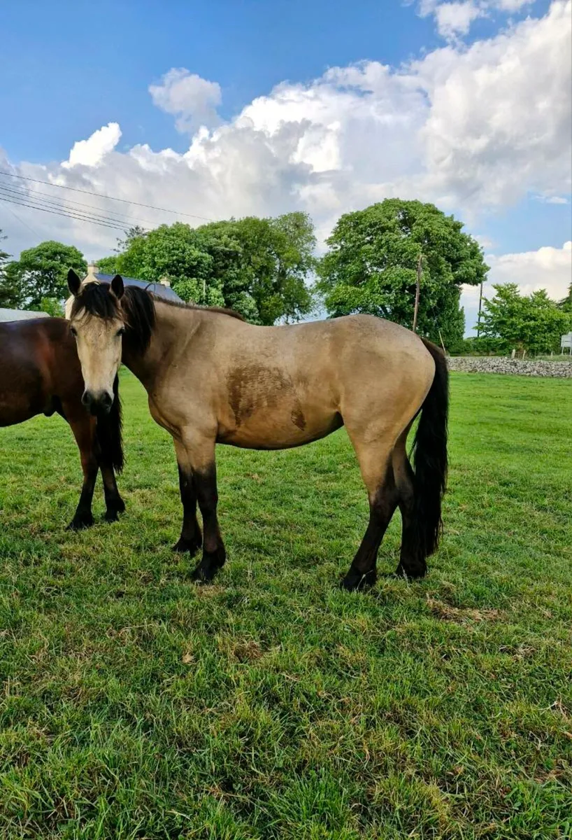 Three year old connemara - Image 3
