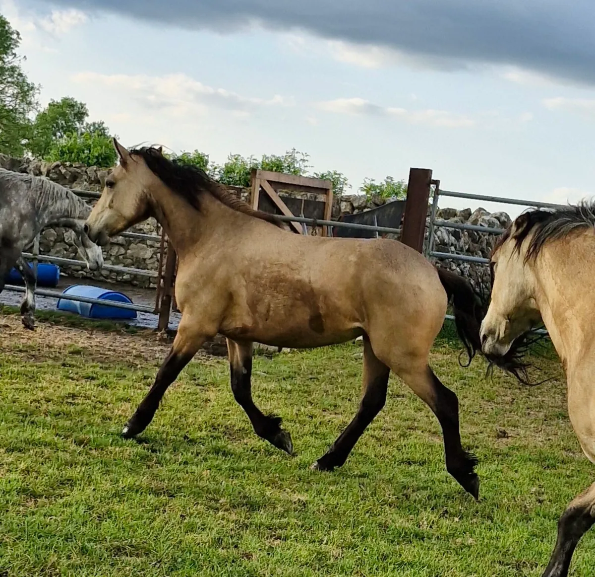Three year old connemara - Image 1