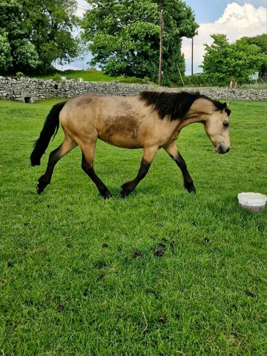 Three year old connemara - Image 2