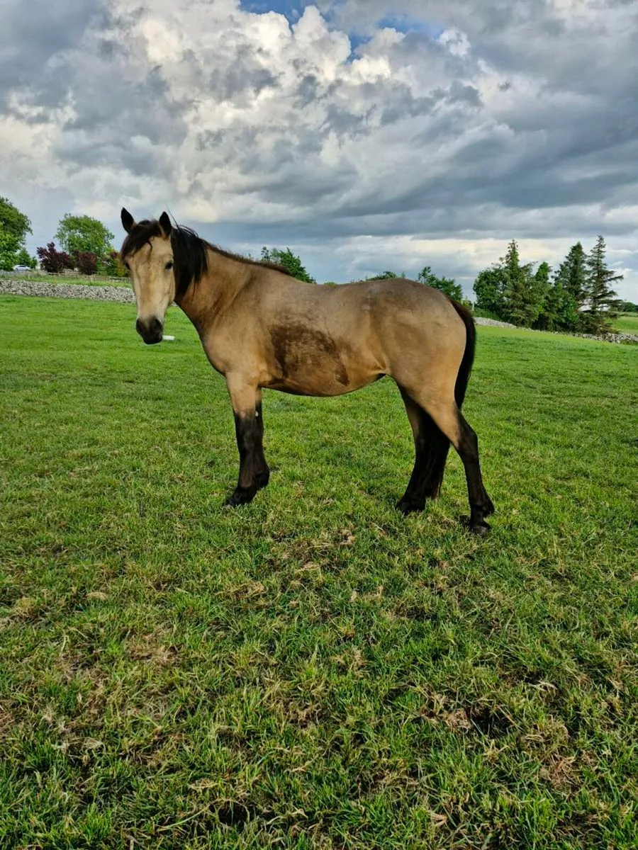 Three year old connemara - Image 4