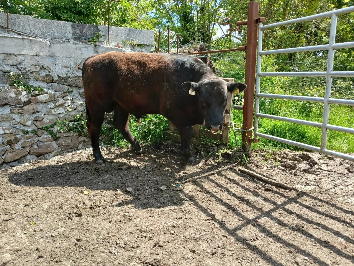 Bulls - Image 3