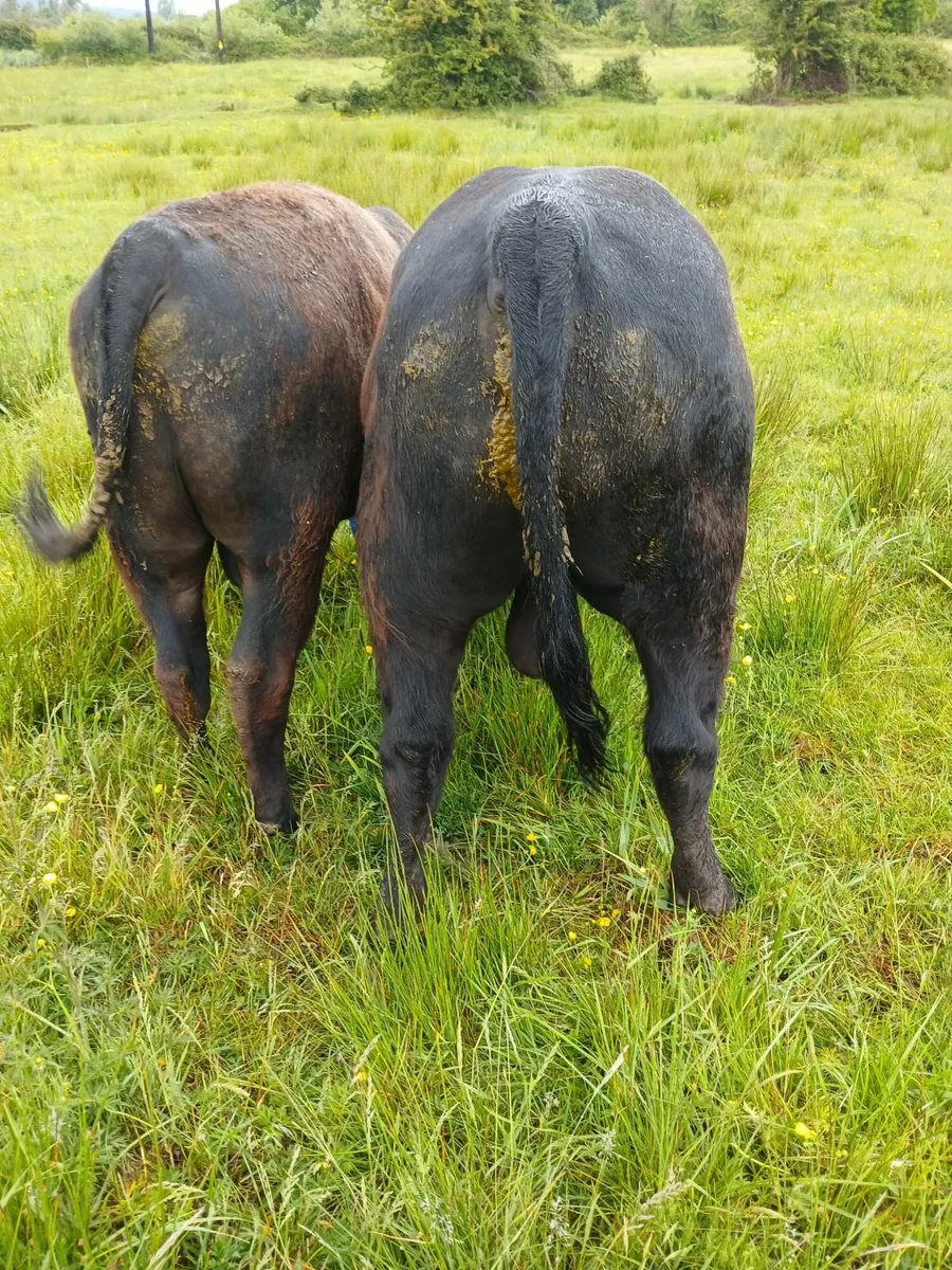 Bulls - Image 4