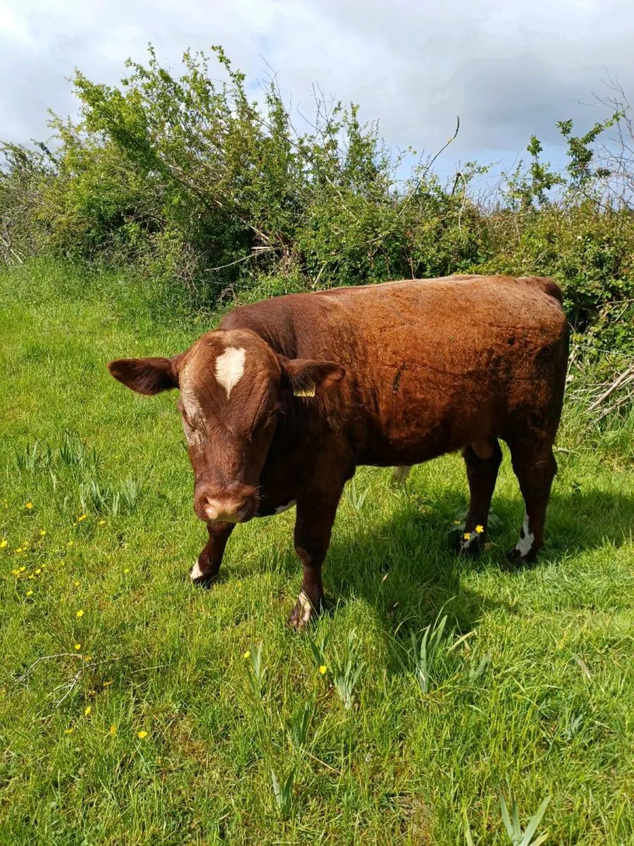Purebred NR Shorthorn bull - Image 1