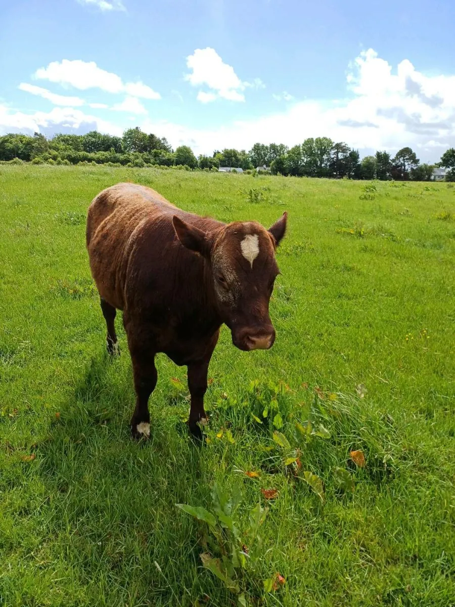 Purebred NR Shorthorn bull - Image 2