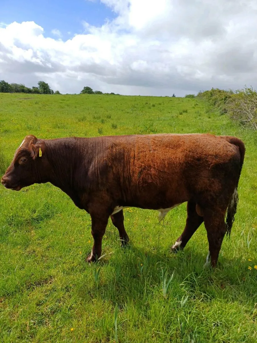 Purebred NR Shorthorn bull - Image 3