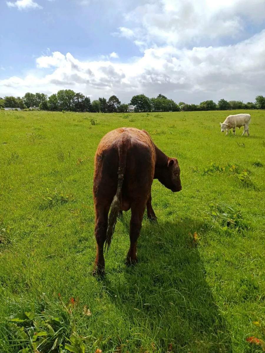 Purebred NR Shorthorn bull - Image 4