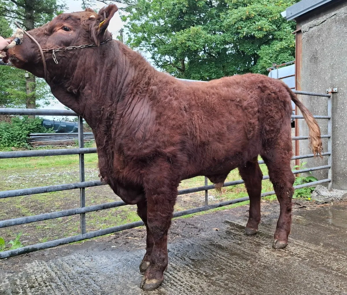 Salers bulls - Image 1
