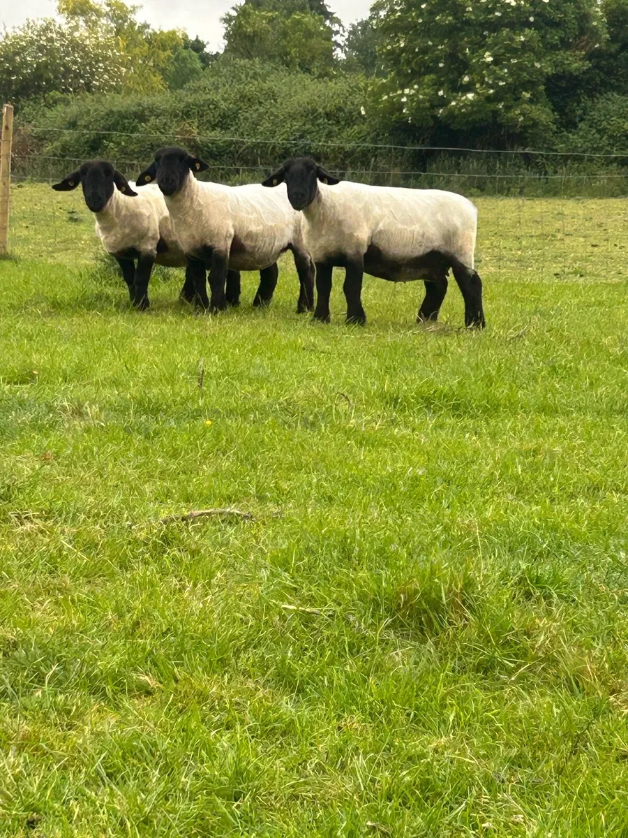 7 Pedigree Suffolk ewes - Image 3