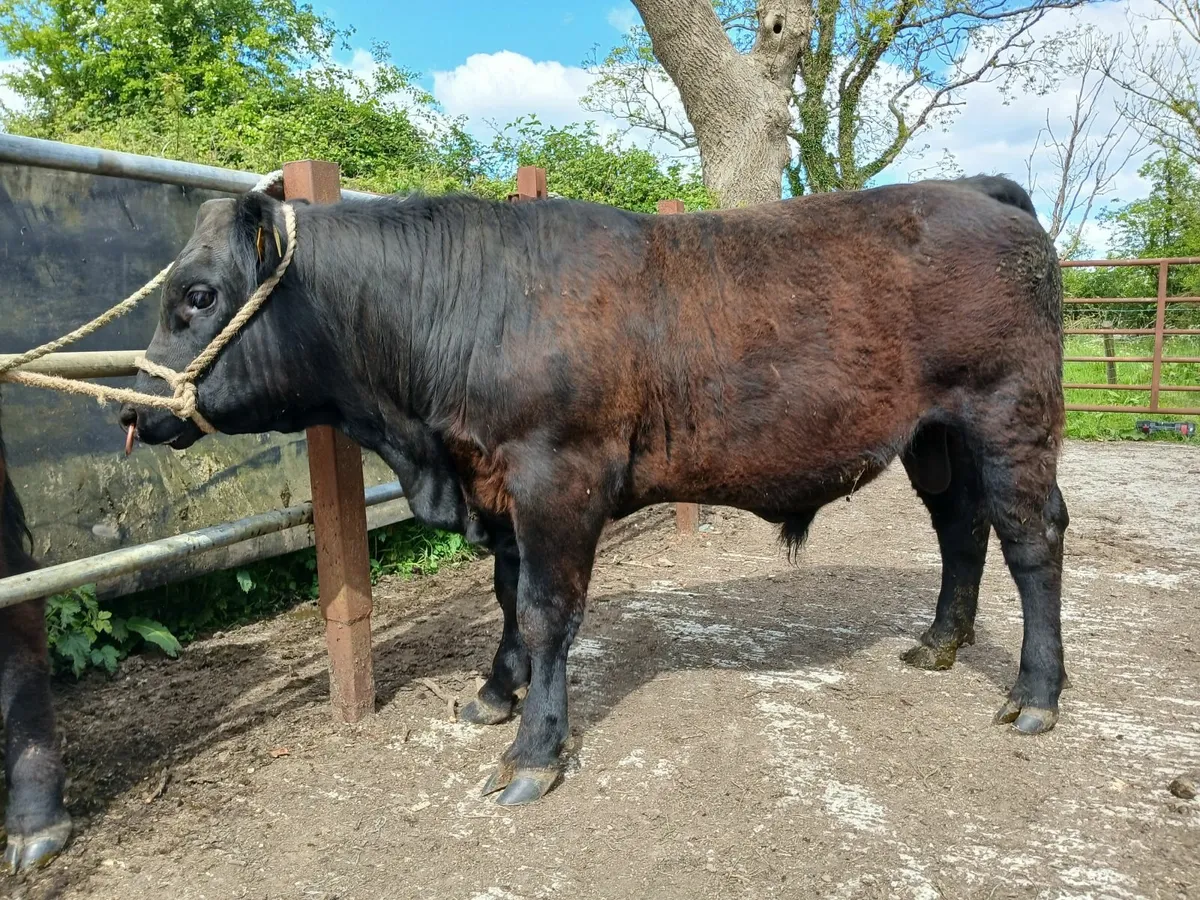 Bulls - Image 1