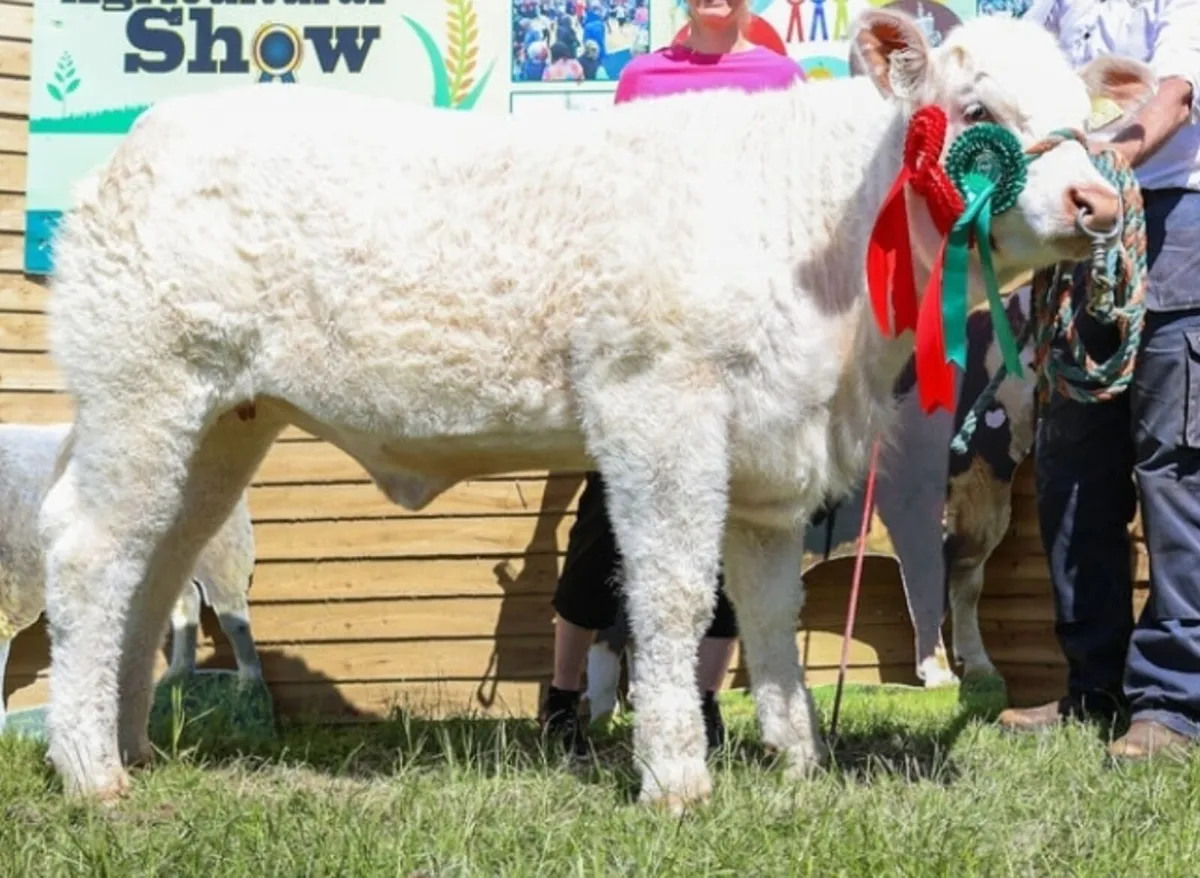 3 pedigree charolais heifers - Image 1