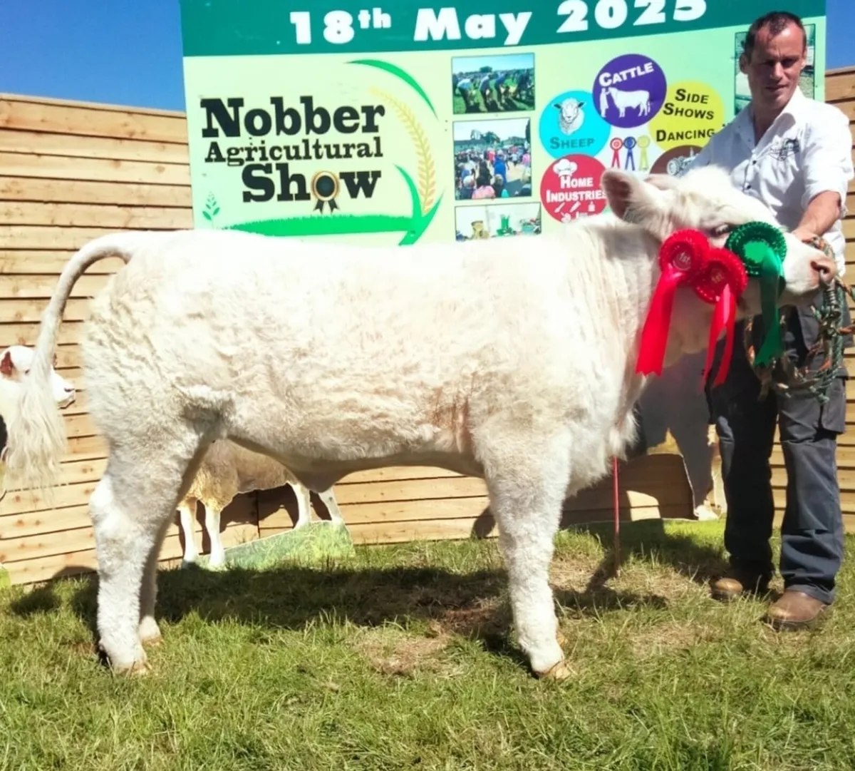 3 pedigree charolais heifers - Image 2