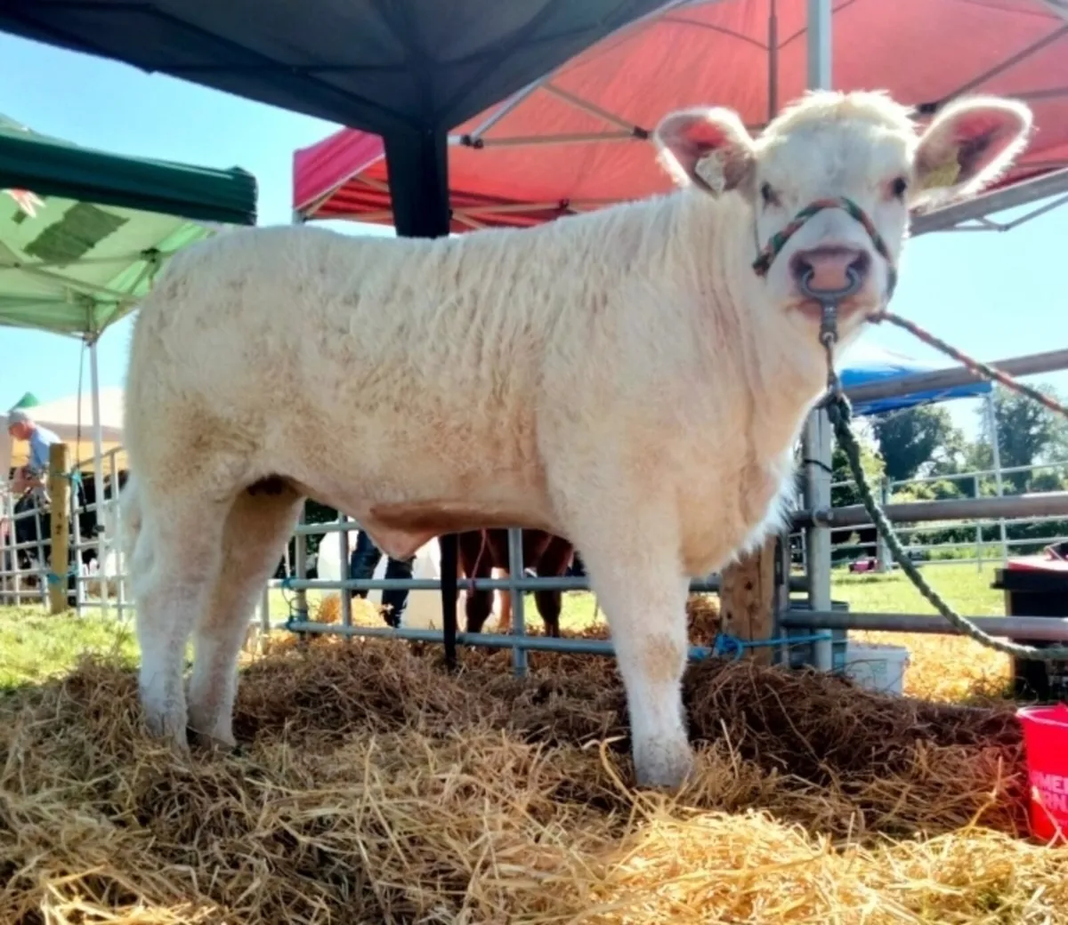 3 pedigree charolais heifers - Image 3