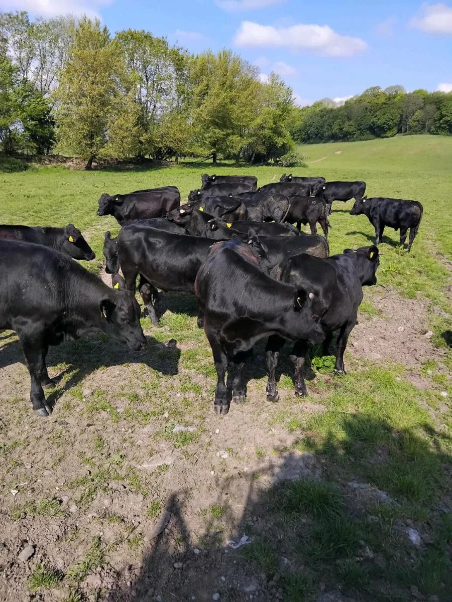 25 Angus bullocks - Image 1