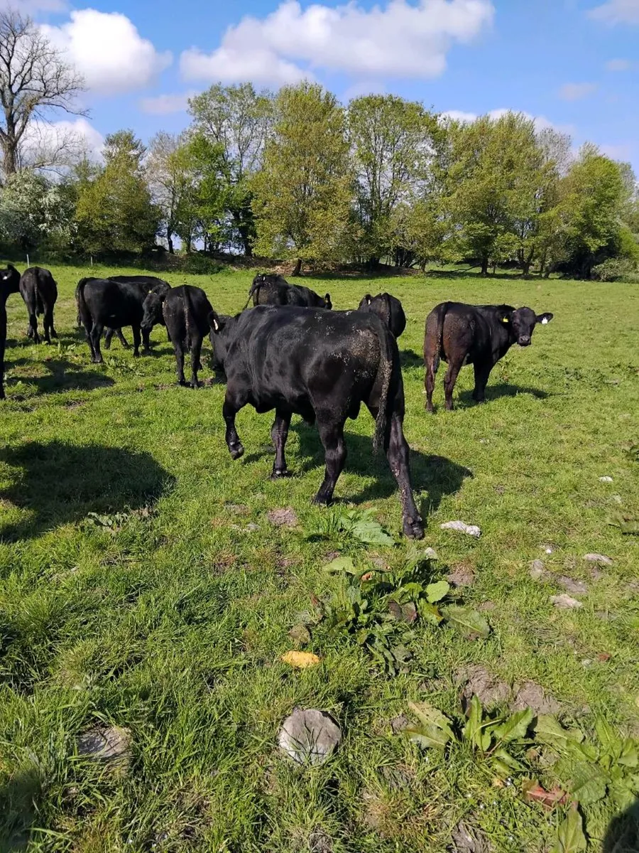 25 Angus bullocks - Image 3