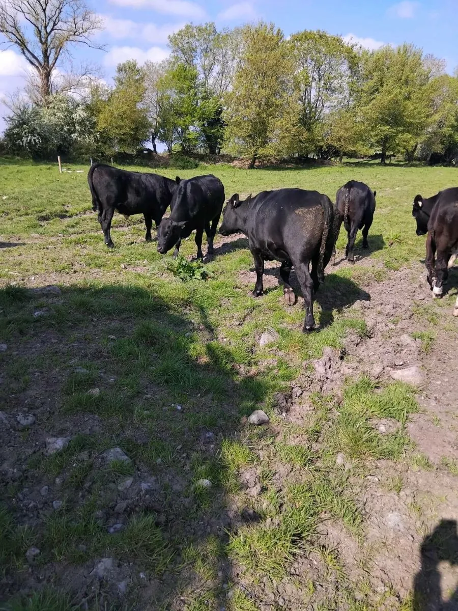 25 Angus bullocks - Image 4