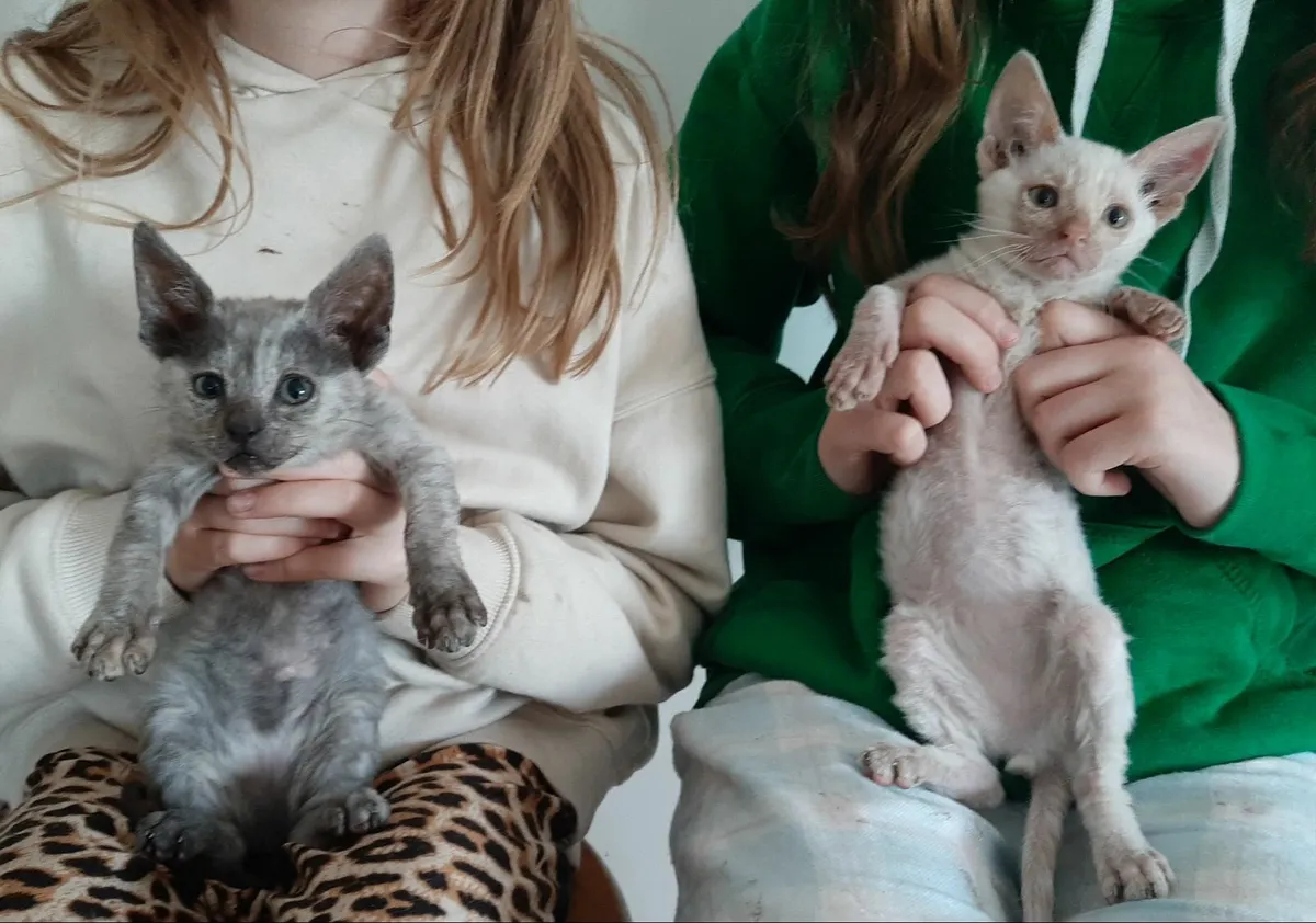 Cat - Image 3