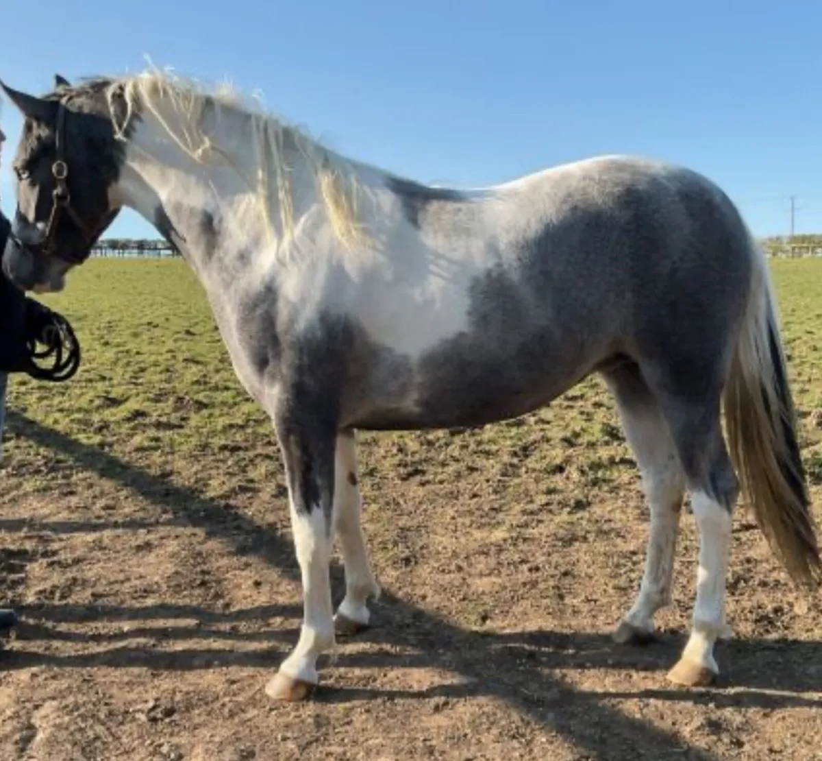 Massive ability potential fantastic temperament