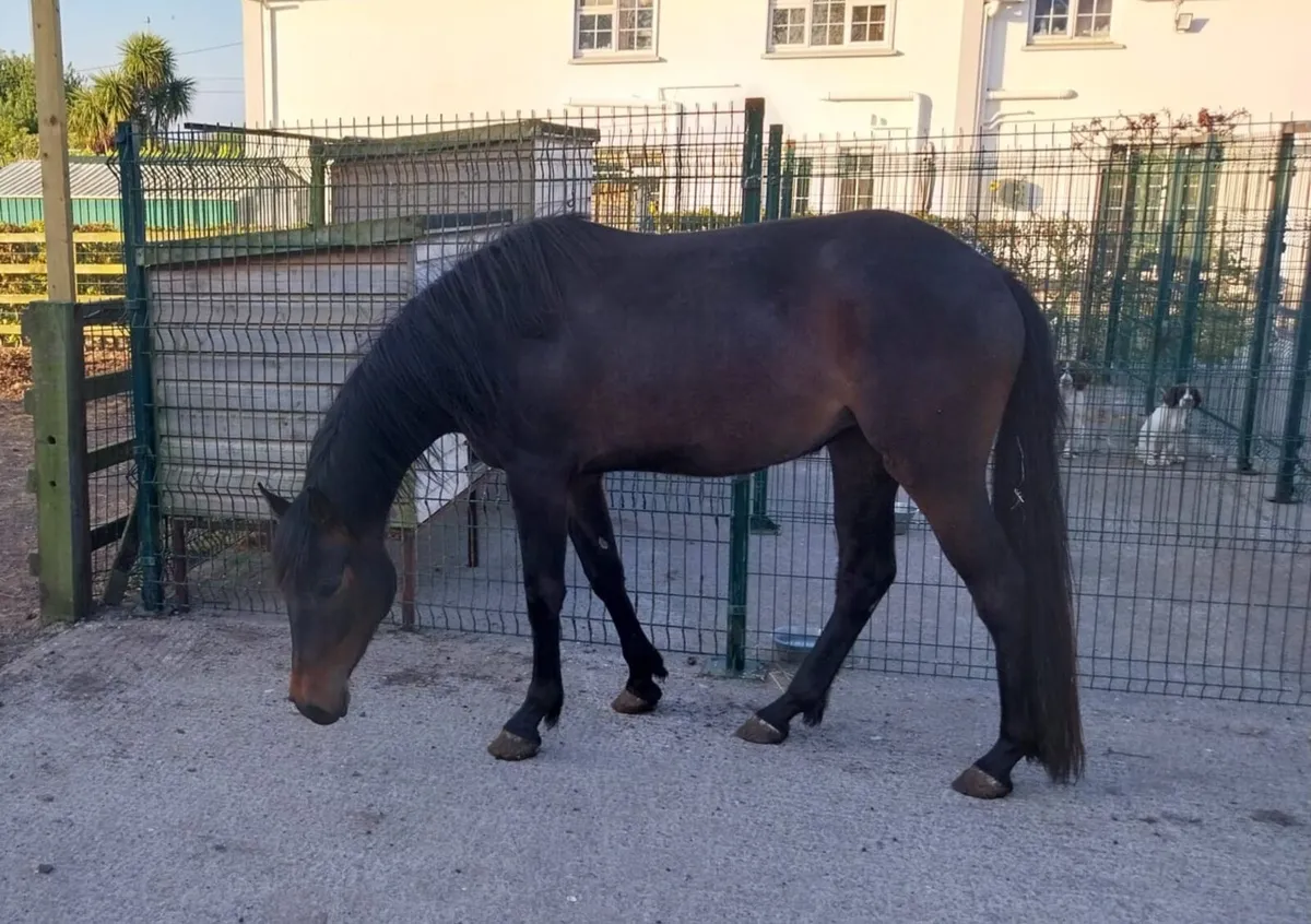 3 YO Filly - Image 2