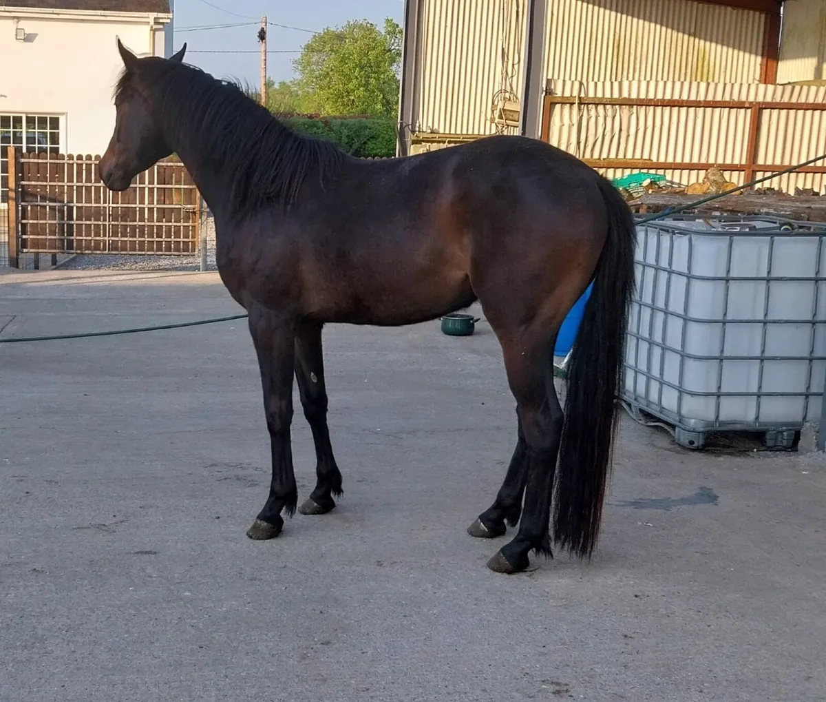 3 YO Filly - Image 1