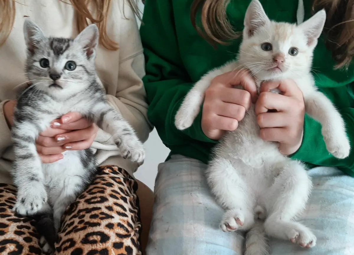 Cat - Image 1