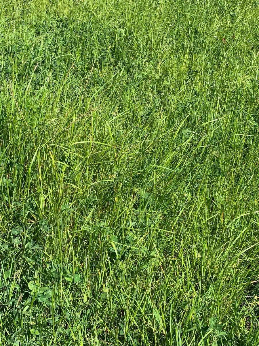 Silage - Image 3