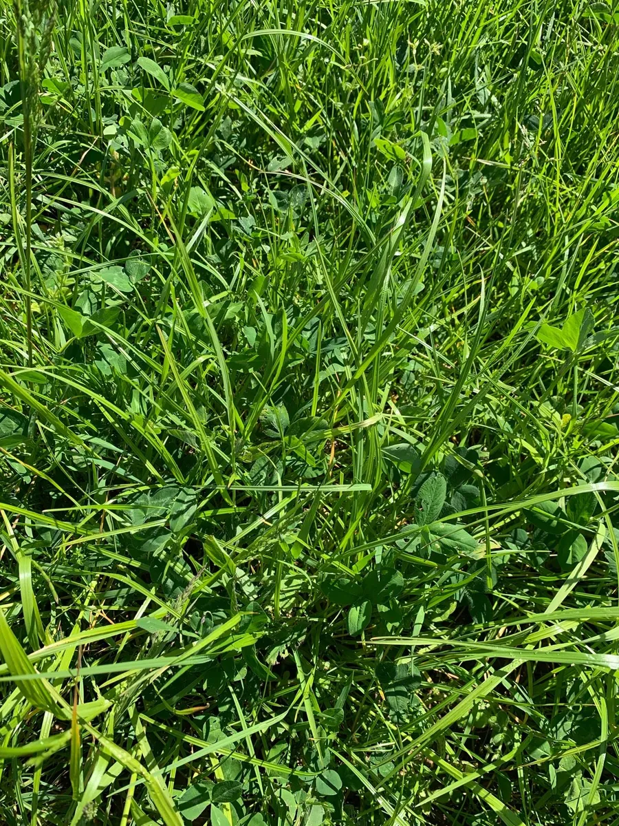 Silage - Image 4