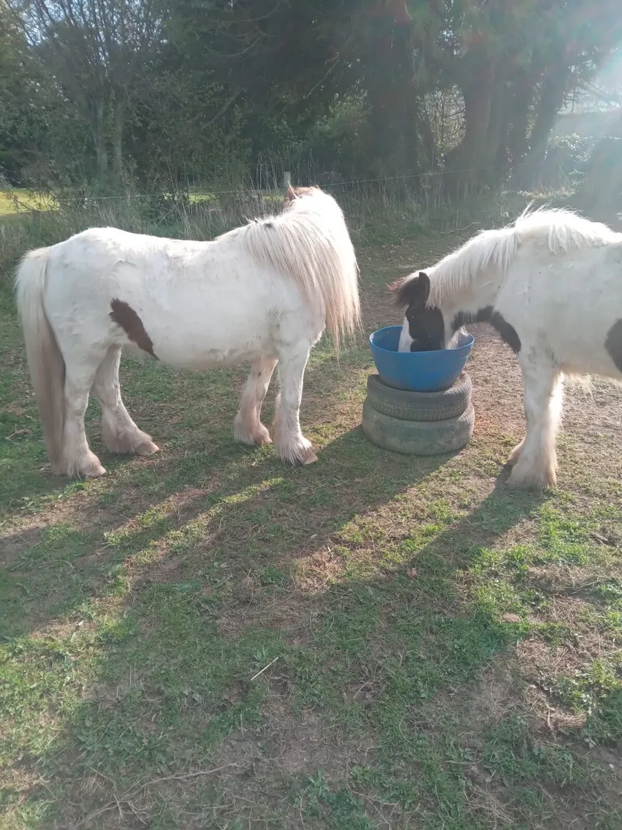 Pony - Image 2