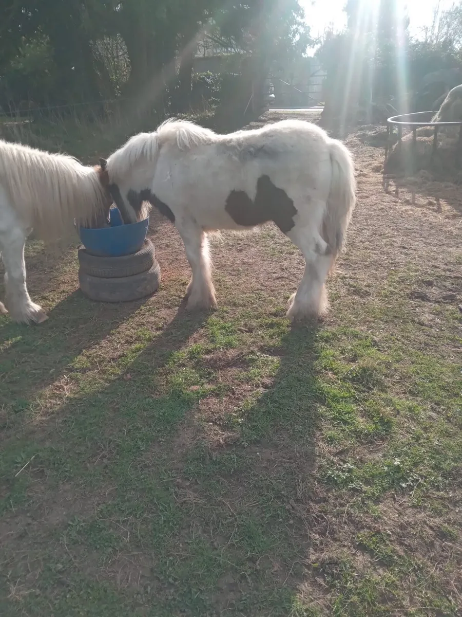 Pony - Image 1