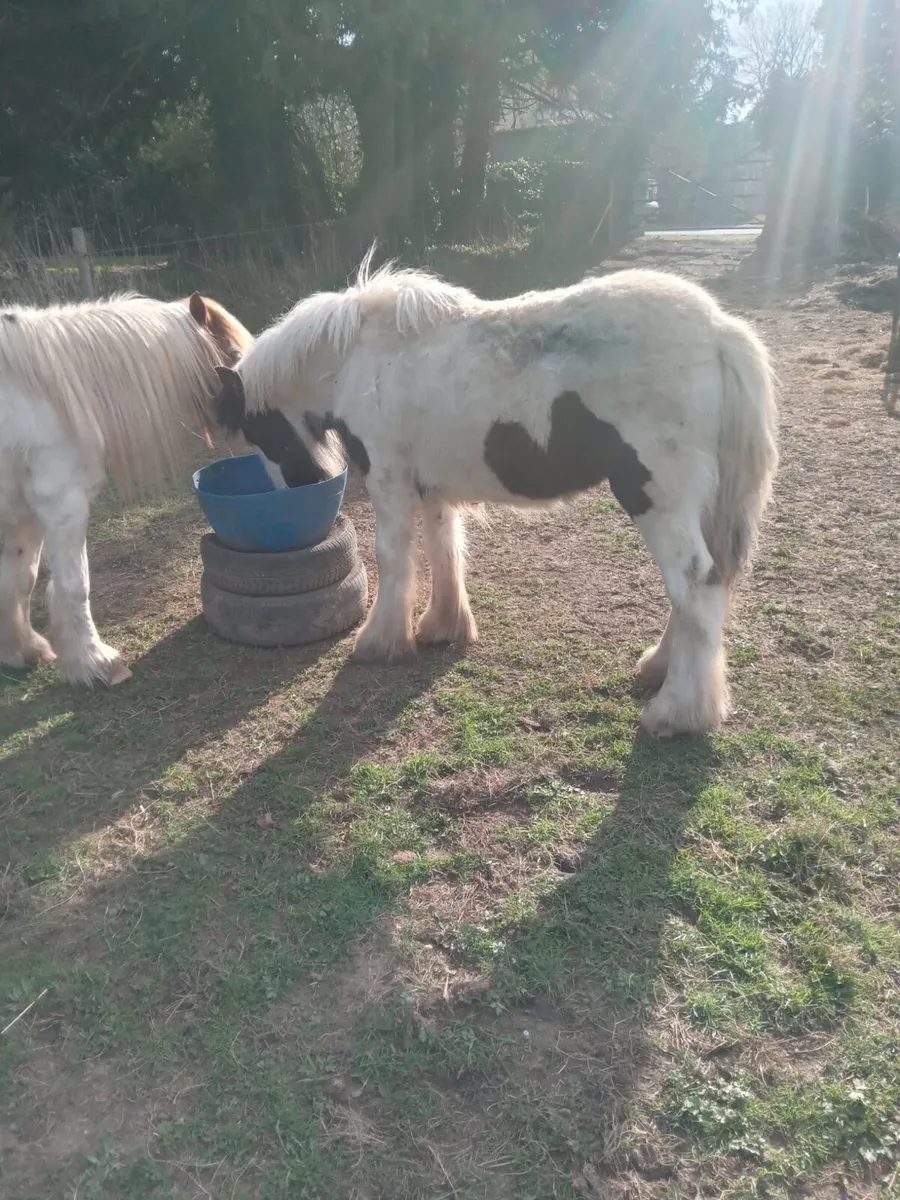 Pony - Image 3